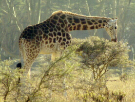 giraffe.jpg (86612 bytes)